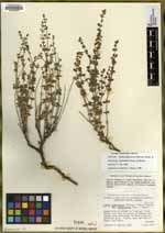 Galium glabrescens image
