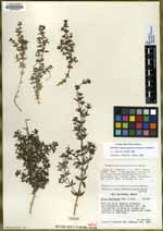 Galium martirense image