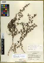 Galium cliftonsmithii image