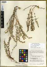 Galium serpenticum image