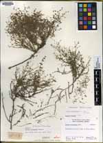 Galium volcanense image