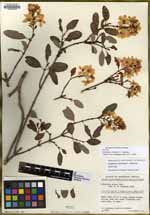 Galphimia calliantha image