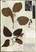 Tilia roseana image