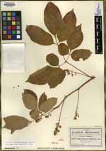 Urvillea biternata image