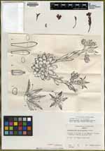 Graptopetalum saxifragoides image