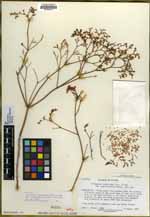 Eriogonum leptocladon var. papiliunculi image