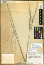 Stipa nevadensis image