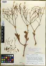 Eriogonum mortonianum image