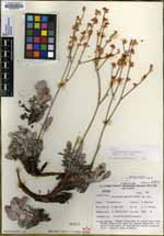 Eriogonum rupinum image