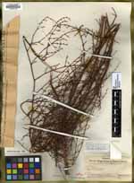 Eriogonum cithariforme image