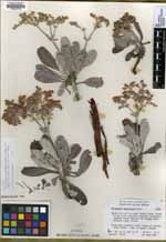 Eriogonum zapatoense image