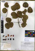 Erythrina oliviae image