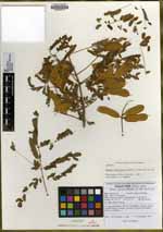 Mimosa epitropica image