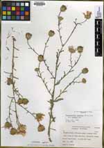Dieteria canescens var. ziegleri image
