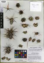 Cylindropuntia cedrosensis image