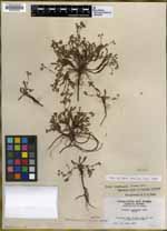 Ivesia cryptocaulis image