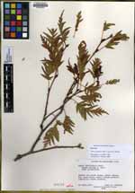 Alnus incana subsp. incana image