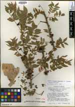 Bursera fagaroides image