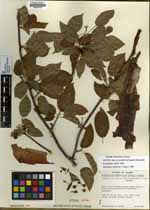 Bursera instabilis image