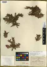Castilleja schaffneri image