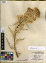 Cirsium clokeyi image