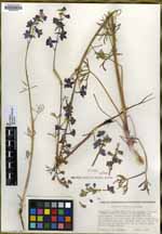 Delphinium parishii image