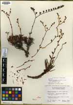 Dudleya attenuata image