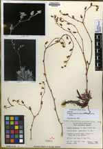 Dudleya attenuata image