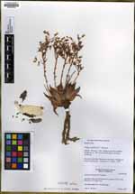 Dudleya saxosa subsp. aloides image