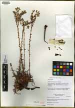 Dudleya lanceolata image