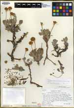 Eriogonum rosense var. beatleyae image