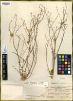 Eriogonum eastwoodianum image