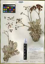 Eriogonum grande image