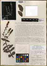 Lenophyllum latum image