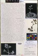 Lenophyllum obtusum image