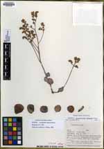 Lenophyllum obtusum image