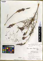 Marina catalinae image
