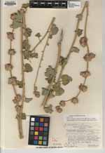 Malacothamnus enigmaticus image