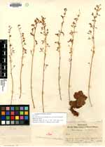 Heuchera rubescens image