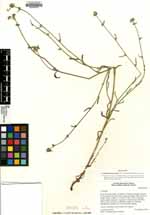 Cryptantha martirensis image